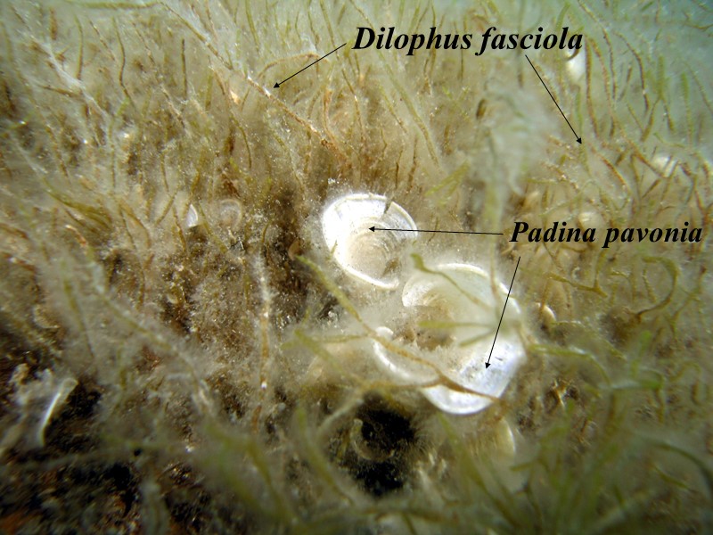 Dilophus fasciola  Padina pavonia